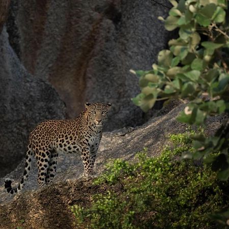 Jawai Leopard Villa Bijapur  外观 照片