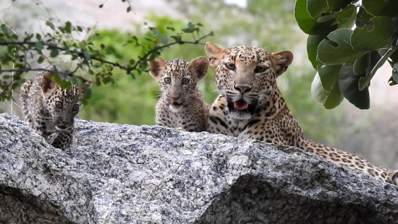 Jawai Leopard Villa Bijapur  外观 照片