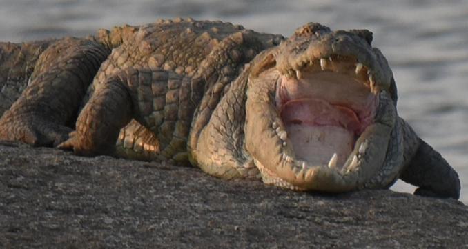 Jawai Leopard Villa Bijapur  外观 照片