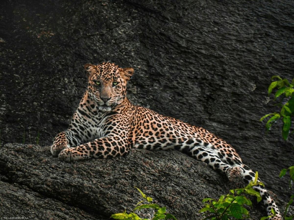 Jawai Leopard Villa Bijapur  外观 照片