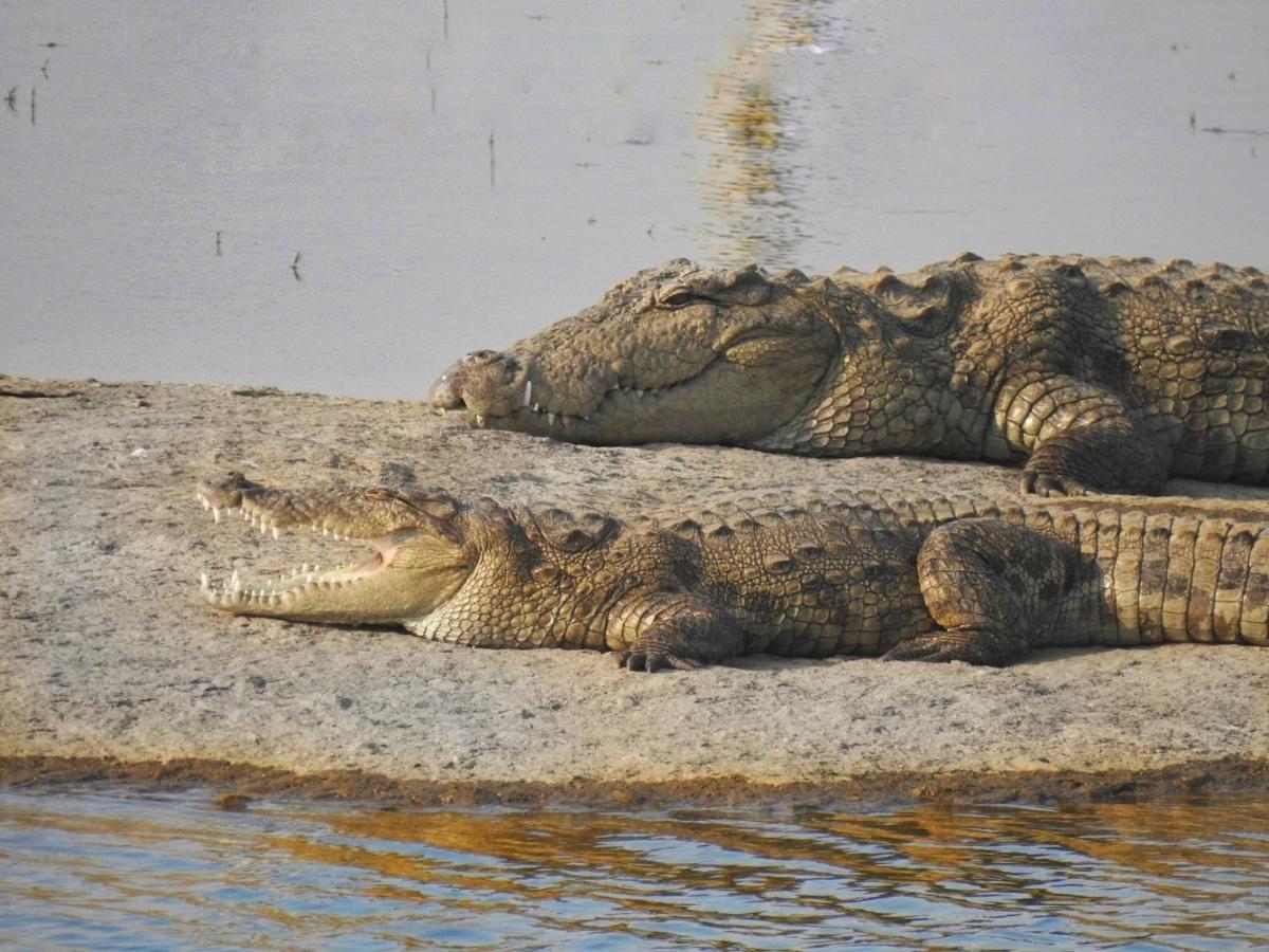 Jawai Leopard Villa Bijapur  外观 照片