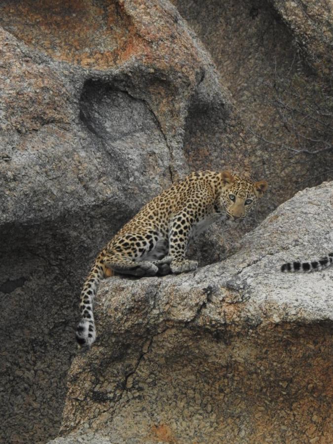 Jawai Leopard Villa Bijapur  外观 照片