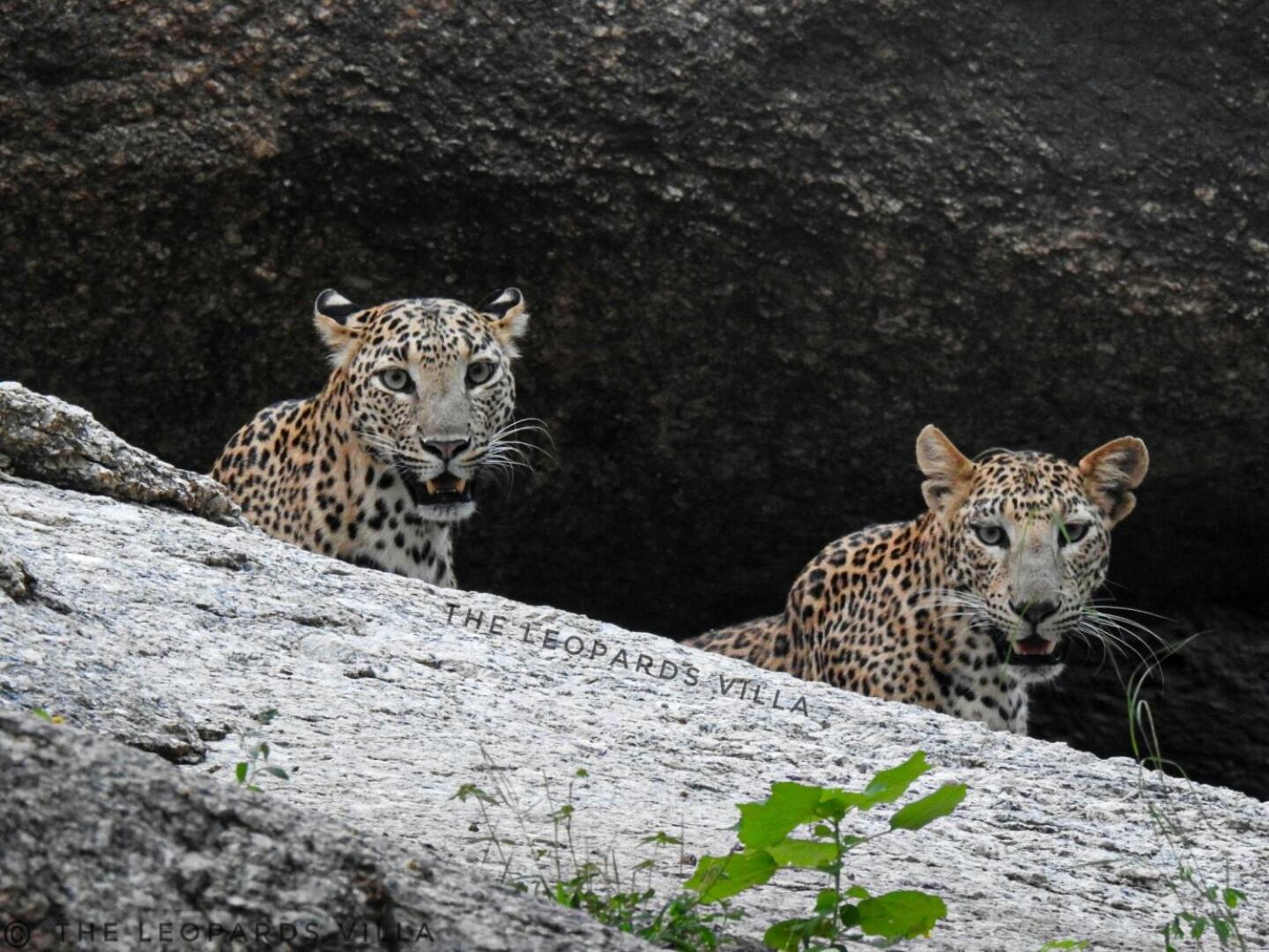 Jawai Leopard Villa Bijapur  外观 照片
