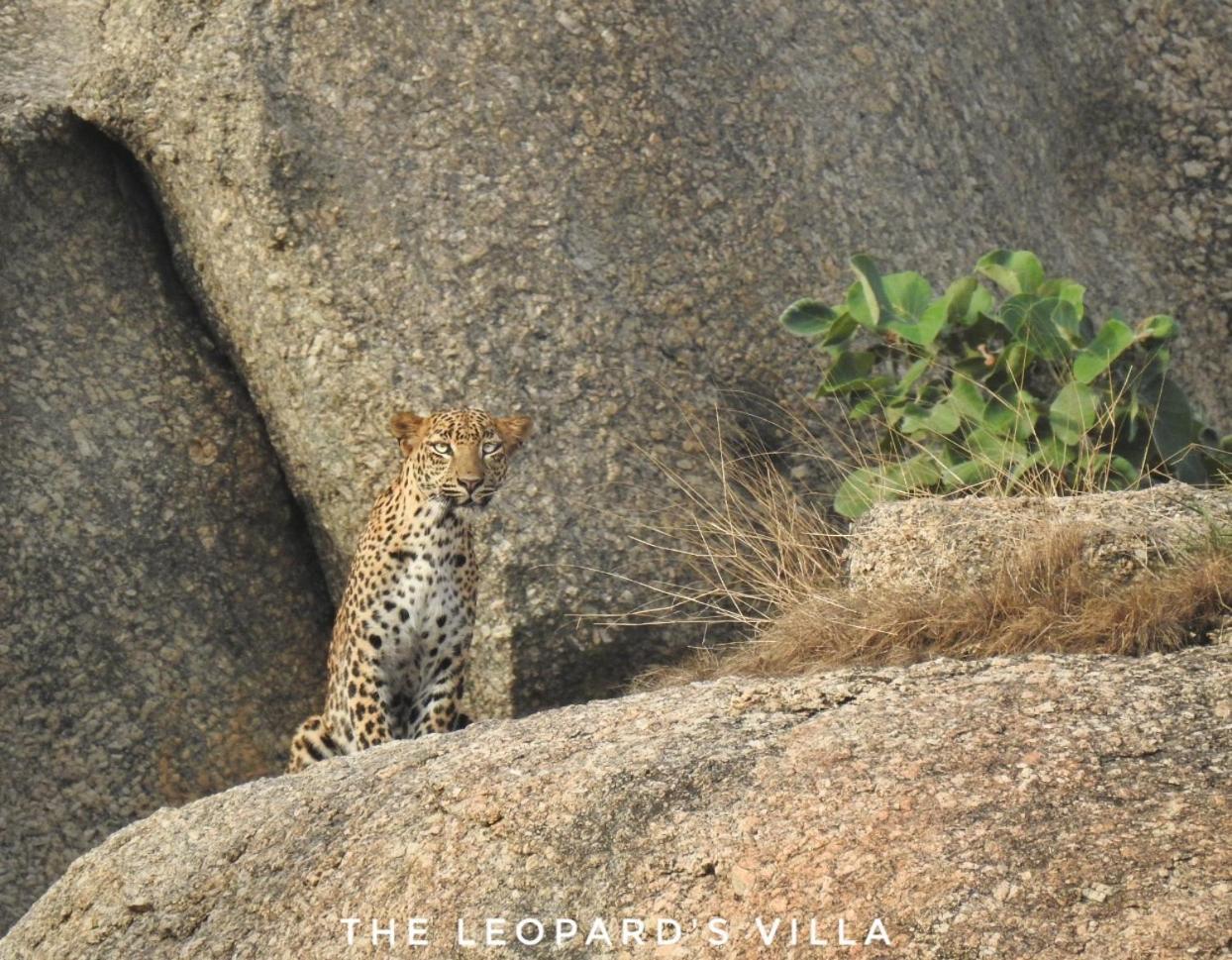 Jawai Leopard Villa Bijapur  外观 照片