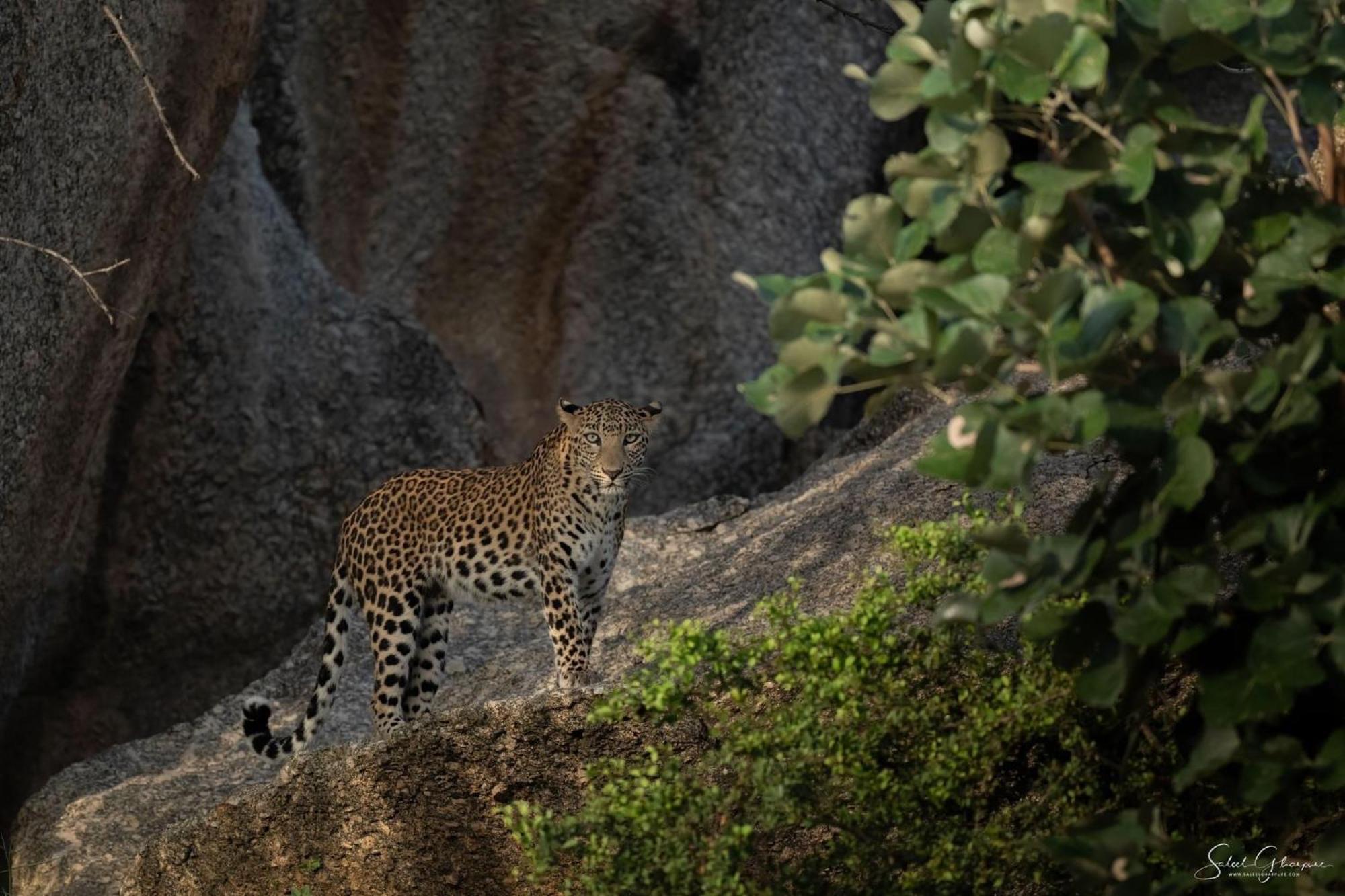 Jawai Leopard Villa Bijapur  外观 照片