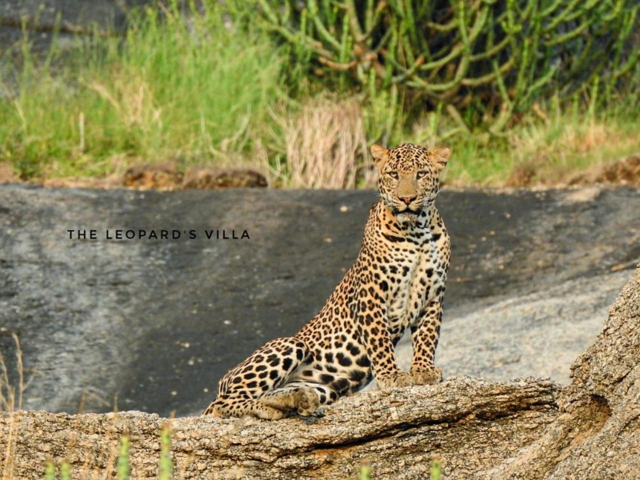 Jawai Leopard Villa Bijapur  外观 照片