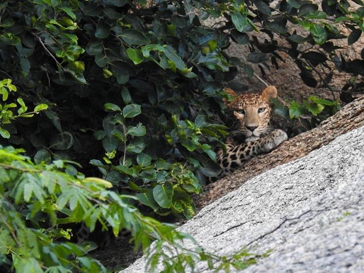 Jawai Leopard Villa Bijapur  外观 照片