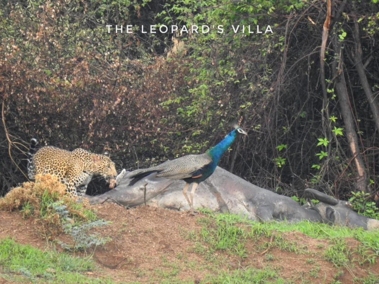 Jawai Leopard Villa Bijapur  外观 照片